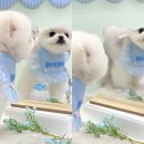 하떼하떼 이미지