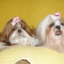 아롱이다롱이 이미지