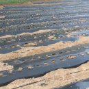 솔골농장 이미지