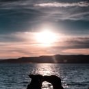 계룡애견 이미지