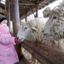 영락목장 이미지