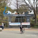 인천대공원(남문) | 인천대공원 벚꽃 만개 후기(4월 12일)주차 꿀팁 + 수목원 코스 + 어린이동물원 휴원 정보