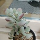 다봉스다육 이미지