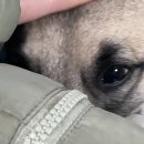 무장농장 | 꼬리 흔듦에 무장해제 (유기견 봉사후기)