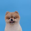 힐스 펫살롱 이미지