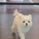 라니네 애견샵 이미지