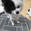 세우리동물병원 | [2편] 심장사상충 2기 강아지 투병기, 다루동물병원 중성화수술 내돈내산ㅣ 마이펫플러스 후기