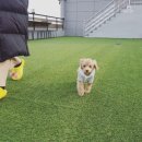 더 퍼피즈 블루오션 쿡 이미지