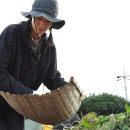 세라네텃밭 티스토리