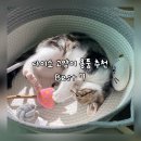 다이소 건너편 횡단보도 | 다이소 고양이 용품 추천 | 화장실 장난감 바구니 스크래처 방충망