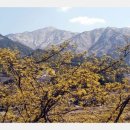 지리산산수유 이미지