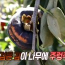 클래식 영농조합법인 이미지