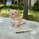 플러피펫 이미지