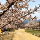 성주 예산리 만산댁 | 대구 근교 성주 매화 명소 회연서원 백매원 3월 꽃구경 드라이브