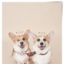 동물보육원 김포지부 이미지