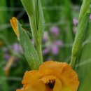 글라디오러스 자구 나눔 20명 이미지