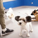 오드리 독 이미지