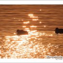 금빛바다 이미지