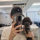 제니스펫하우스 | 블랙 토이푸들 김옥지의 성장일기 2 (8개월~1년 3개월 몸무게 공유)