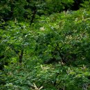 [약용식물] 한국의 토종약초 다릅나무-개물푸레나무, 쇠코들개나무, 개박달나무, 소허래나무, 먹감나무-임파선,갑상선 치료약재 이미지