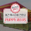 퍼피 인 어스 이미지