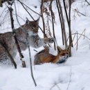 여우를 사냥하는 스라소니 이미지