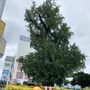 2021.08.20 <강릉중앙시장, 홍콩공작소, sw미래채움, 초당타르트, 라탄공예 >