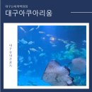 아쿠아리움 | 🐬아기랑 함께 다녀온 대구아쿠아리움 방문 후기