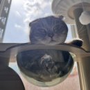 원벨리캣 이미지