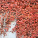 광덕농원 이미지