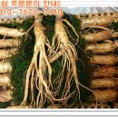 금산인삼 이미지