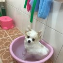 목욕 이미지