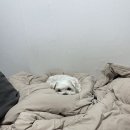 봉곡동107 이미지