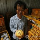 흑석농장 이미지