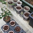 쉼, 색연필 보태니컬 아트 이미지