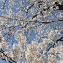 교육로 | 목포 입암산 벚꽃 명소 후기 드라이브 코스 산책길 사진 포인트 정리