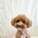 몽구리 이미지