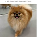 강아지유치원왕왕 - 마포구 마포대로11길 92 | 강아지유치원왕왕