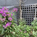 함박뫼로152번길 이미지