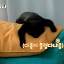 완전 개냥이인 박수홍네 고양이 다홍이 이미지