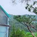 황계순만두 | 서울 근교 양주 장흥역 맛집&amp;카페 추천 - 황계순만두