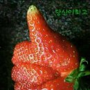 동네지게차