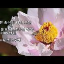 또 한 송이 나의 모란(牧丹)(추억은 아름다워) 이미지
