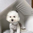 로힌(rohin) 이미지