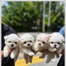 미니퍼피 이미지