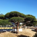 소나무리조트 이미지