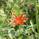 나리와꽃창포 이미지