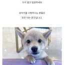 도그마루 강아지고양이 안양점 이미지
