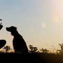 도그클럽 이미지