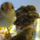 금계농장 이미지